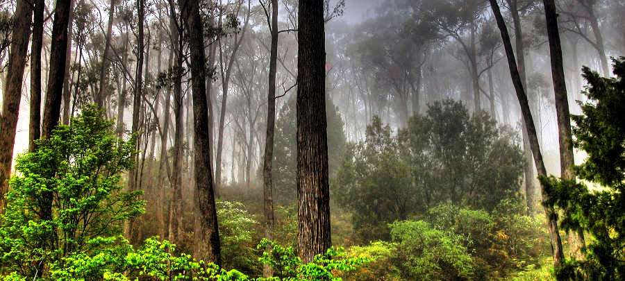 Sustainable wood imports are growing steadily